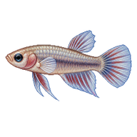 Siamese Fighting Fish Fry