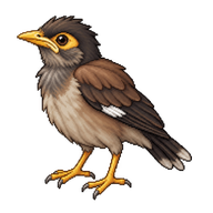 Common Myna Fledgling