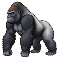 Western Gorilla