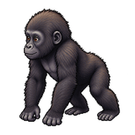 Western Gorilla Infant