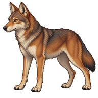 Red Wolf