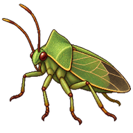 Uhler's Stink Bug