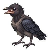 House Crow Nestling