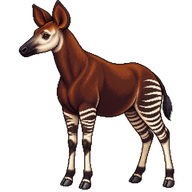 Okapi