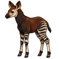 Okapi Calf