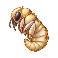 Western Honey Bee Pupa