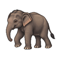 Asian Elephant Juvenile