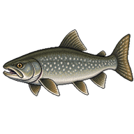 American Lake Charr
