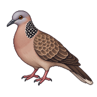 Spotted Dove