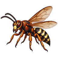 Cicada Killer