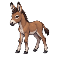 Ass Foal