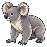Koala