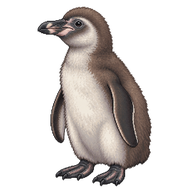 Humboldt Penguin Chick