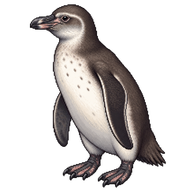 Humboldt Penguin Juvenile