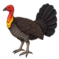 Australian Brush-turkey