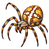 Australian Garden Orb Weaver