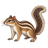 Indian Palm Squirrel