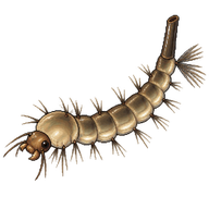 Southern House Mosquito Larva