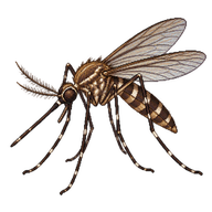 Common Bandicoot Mosquito