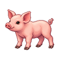 Domestic Piglet