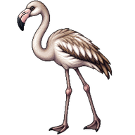 Greater Flamingo Juvenile