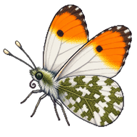 Orange-tip