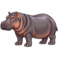 Common Hippopotamus