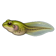 Green Tree Frog Tadpole