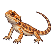 Central Bearded Dragon Hatchling