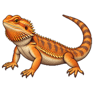 Central Bearded Dragon