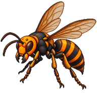 Asian Giant Hornet