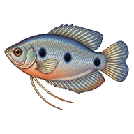 Three spot gourami