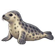 Grey Seal Juvenile