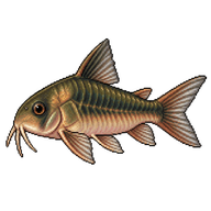 Bronze corydoras