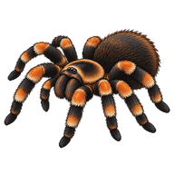 Mexican Orangeknee
