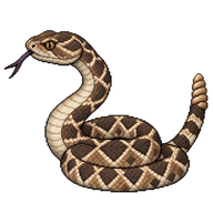 Western Diamond-backed Rattlesnake Juvenile