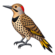 Northern Flicker