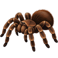 Goliath Birdeater Tarantula