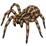 Field Wolf Spider