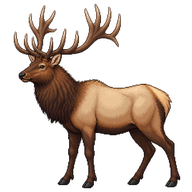Elk