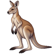 Eastern Grey Kangaroo