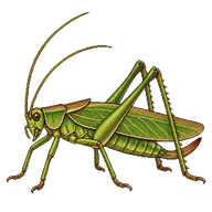 Oblong-winged Katydid