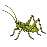 Oblong-winged Katydid Nymph