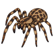 Zoropsid spider