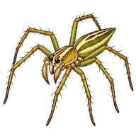 Lynx Spider