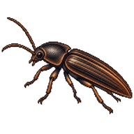 Eastern Field Wireworm