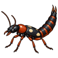 Rove Beetle