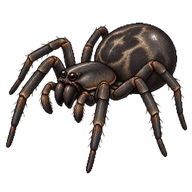 Black House Spider