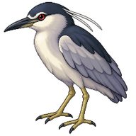 Black-crowned Night Heron