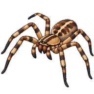 Banded Huntsman Spider